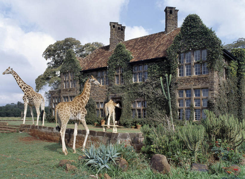 无人,横图,酒店,哺乳动物,长颈鹿,野生动物,非洲,肯尼亚,首都,动物,摄影,活泼,罗氏长颈鹿,乌干达长颈鹿,奈洛比,巴林戈长颈鹿,彩图,动物行为