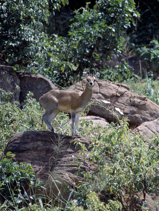 无人,竖图,室外,哺乳动物,野生动物,非洲,肯尼亚,羚羊,巨石,动物,摄影,国家公园,野生动物保护区,自然保护区,岩羚,岩石,彩图,动物行为