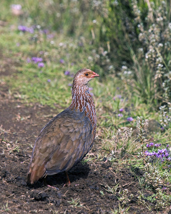 无人,竖图,室外,植物,鸟,野生动物,非洲,肯尼亚,鸟类,花,摄影,国家公园,彩图
