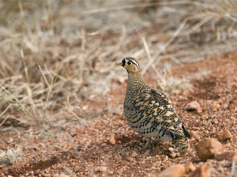 无人,横图,室外,野生动物,非洲,肯尼亚,鸟类,地形,自然,平原,摄影,国家公园,伪装,野生动物保护区,沙鸡,东非,自然保护区,红土,彩图