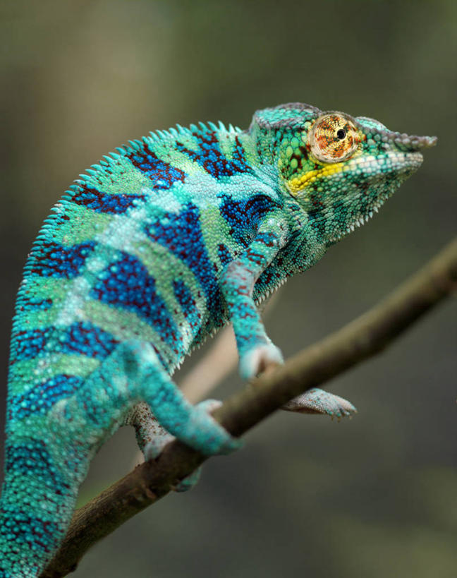 无人,竖图,彩色,室外,森林,变色龙,野生动物,蜥蜴,非洲,马达加斯加,枝,自然,动物,摄影,五颜六色,明亮,色彩斑斓,考古学,五彩缤纷,伪装,五彩斑斓,豹纹变色龙,五光十色,彩图,雨林