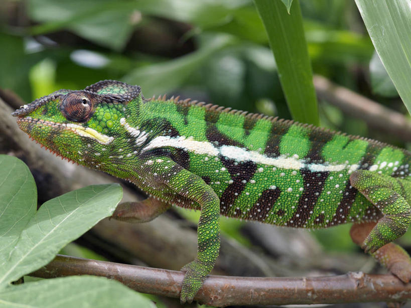 无人,横图,彩色,室外,森林,变色龙,野生动物,蜥蜴,非洲,马达加斯加,枝,自然,动物,摄影,五颜六色,色彩斑斓,考古学,五彩缤纷,伪装,五彩斑斓,豹纹变色龙,五光十色,彩图,雨林