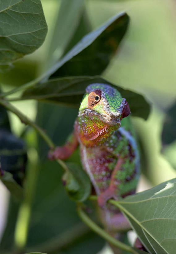 无人,竖图,彩色,室外,森林,变色龙,野生动物,蜥蜴,非洲,马达加斯加,枝,自然,动物,摄影,五颜六色,色彩斑斓,考古学,五彩缤纷,伪装,五彩斑斓,豹纹变色龙,五光十色,彩图,雨林