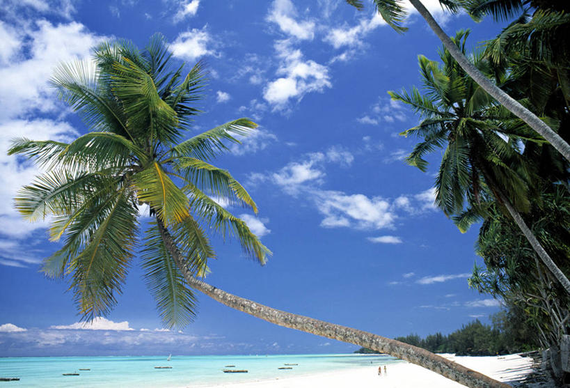 无人,横图,室外,棕榈树,坦桑尼亚,摄影,热带气候,印度洋,东非,桑吉巴尔,海滩,彩图