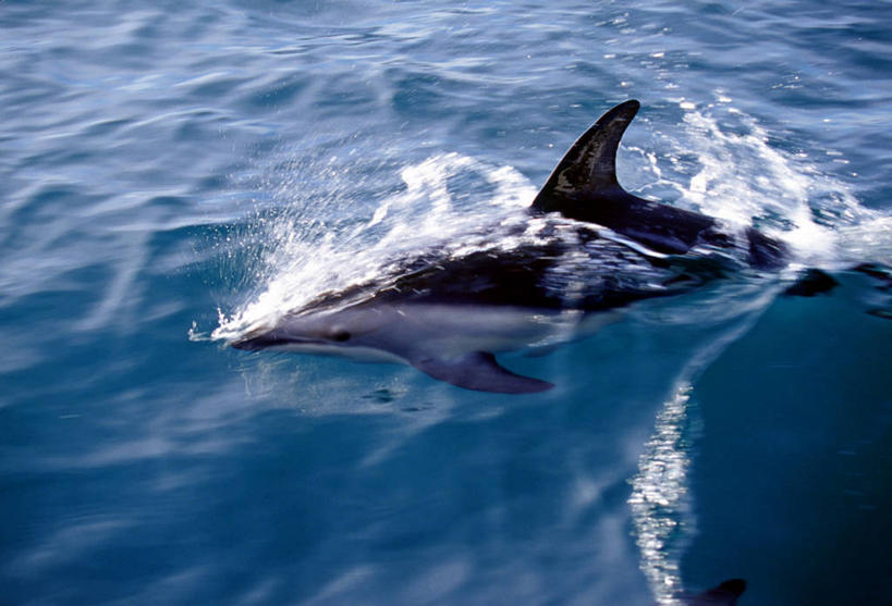无人,横图,室外,海洋,哺乳动物,海豚,鲸鱼,野生动物,新西兰,海洋生物,动物,摄影,鲸,水生动物,水生物,海底动物,澳大拉西亚,鲸类,南太平洋,新西兰南岛,彩图,旅行