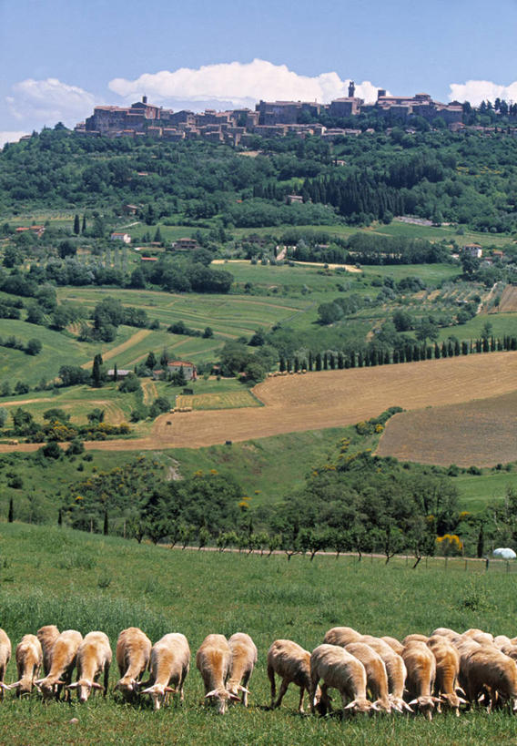 无人,农场,竖图,室外,农业,意大利,欧洲,地形,田地,乡村,家畜,摄影,西欧,南欧,意大利文化,托斯卡纳区,蒙达普西安诺,绵羊,彩图