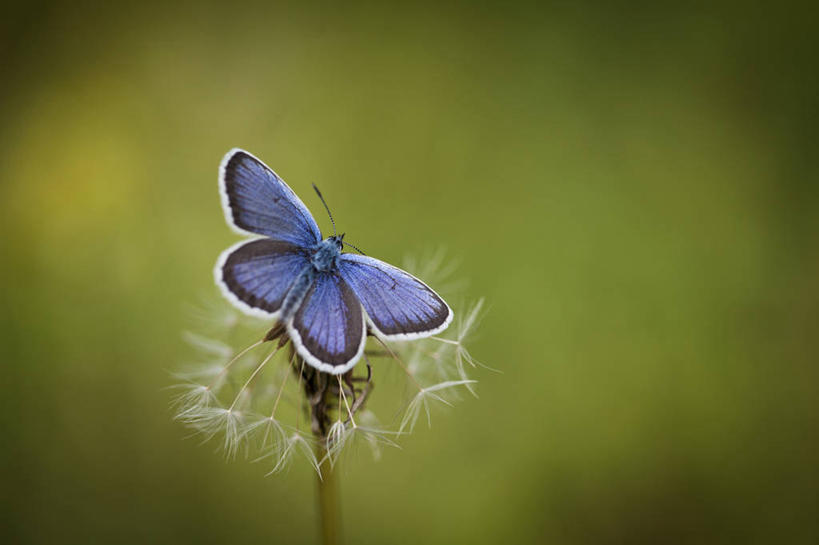 无人,横图,室外,白天,植物,蒲公英,野生动物,蝴蝶,意大利,欧洲,昆虫,花,动物,摄影,国家公园,翁布里亚大区,佩鲁贾,彩图