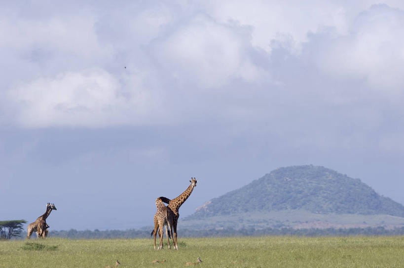 横图,室外,长颈鹿,野生动物,非洲,肯尼亚,地形,动物,平原,摄影,考古学,马赛长颈鹿,彩图,旅行