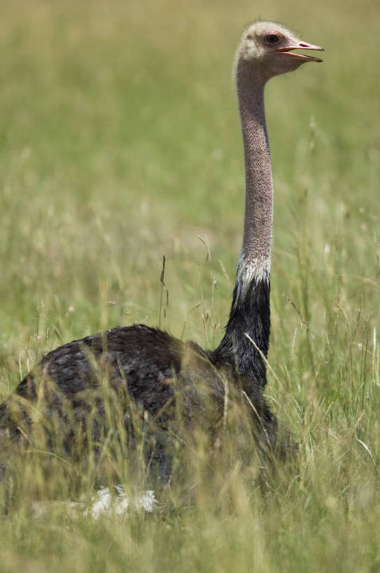 竖图,野生动物,鸵鸟,非洲,肯尼亚,鸟类,动物,摄影,考古学,彩图,旅行,马赛马拉国家保护区