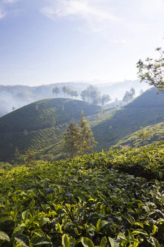 无人,竖图,俯视,室外,白天,旅游,度假,美景,山,日光,印度,地形,景观,娱乐,树,绿色,风景,自然,享受,休闲,景色,放松,摄影,生长,宁静,自然风光,种植园,喀拉拉邦,彩图,高角度拍摄,西高止山脉