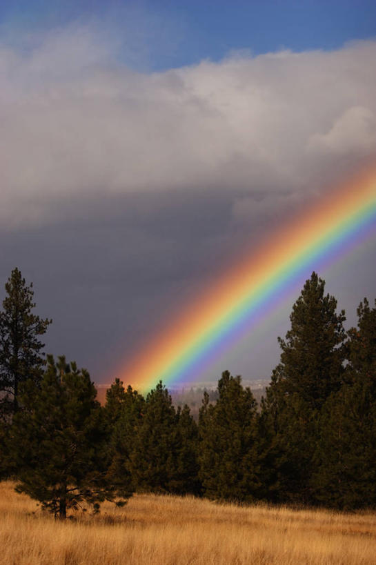 无人,竖图,室外,白天,留白,彩虹,美景,森林,多云,美国,景观,田地,云,树,风景,自然,景色,摄影,自然风光,蒙大拿州,彩图,旅行,蓝山