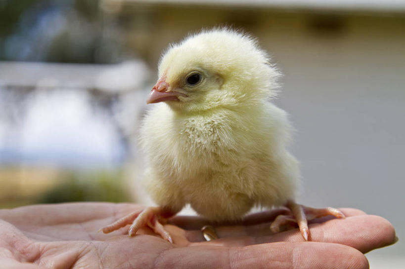 手,一个人,横图,室外,特写,白天,澳大利亚,鸟类,动物,家畜,放松,摄影,牲畜,部分,新南威尔士,彩图,小鸡