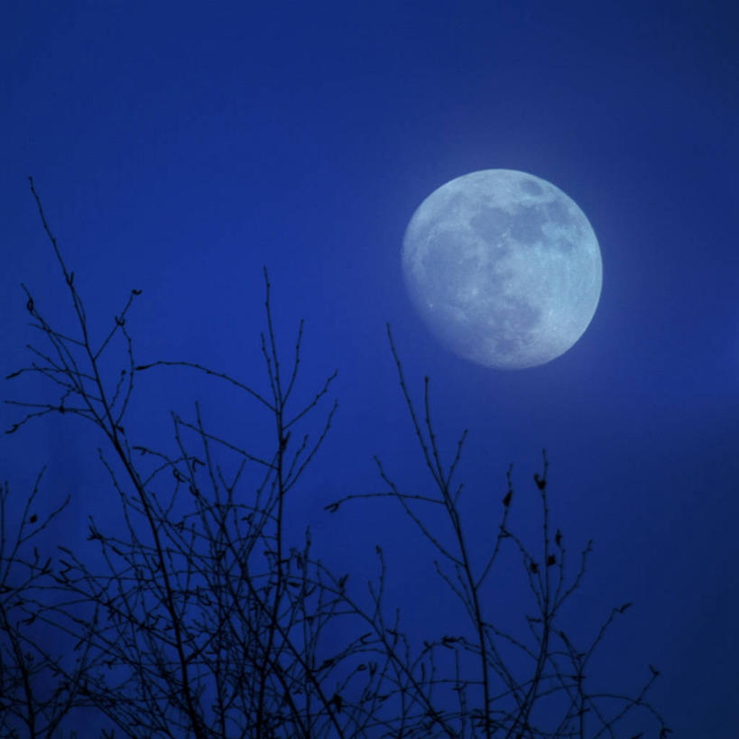 无人,方图,室外,夜晚,美景,英国,景观,满月,枝,首都,树,天空,自然,景色,摄影,宁静,自然风光,树梢,彩图