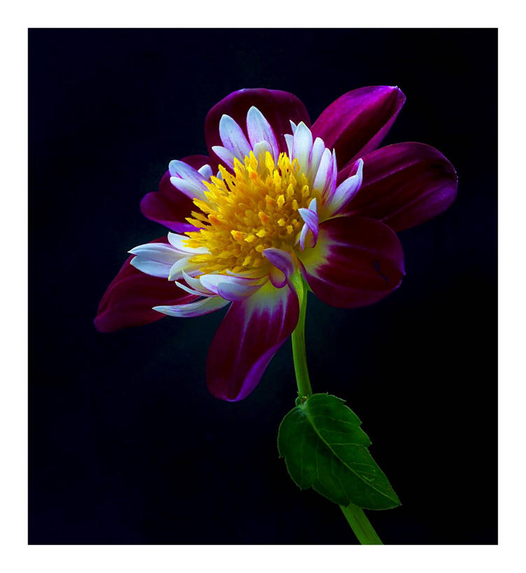 无人,竖图,特写,感激,美景,叶子,英国,欧洲,黑色背景,新鲜,盛开,景观,大丽花,花蕾,苏格兰,花,花瓣,花朵,鲜花,一朵,紫色,白色,自然,花苞,花蕊,菊花,景色,摄影,大理花,脆弱,天竺牡丹,西欧,清新,自然风光,大不列颠,大丽菊,大不列颠及北爱尔兰联合王国,大不列颠及爱尔兰联合王国,吉利,新意,富丽,大方,苏格兰王国,新颖,西洛锡安,林利思哥宫,林利斯戈宫,彩图,影棚拍摄,大不列颠王国,大英帝国,联合王国,日不落帝国,背叛,地瓜花,东洋菊