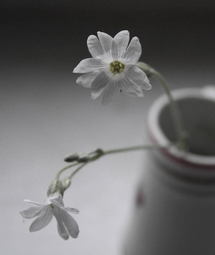 无人,竖图,特写,白色背景,花瓶,波兰,茎,花蕾,花,花瓣,摄影,脆弱,简单,清新,波兹南,彩图,影棚拍摄