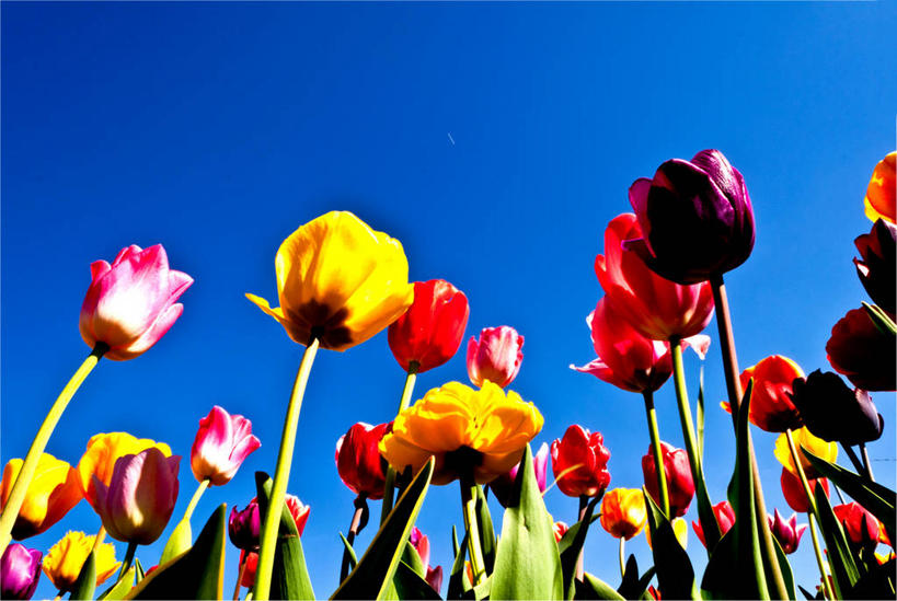 无人,横图,室外,白天,仰视,美景,郁金香,德国,景观,茎,花,花瓣,风景,自然,春天,景色,摄影,生长,多样,清新,自然风光,万里无云,曼海姆,彩图,低角度拍摄