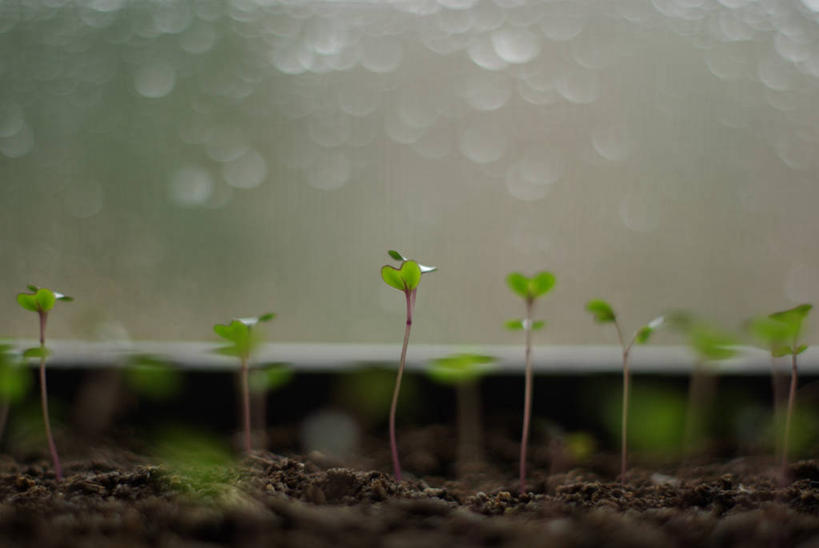 无人,横图,室外,特写,运动模糊,农业,叶子,美国,泥土,自然,摄影,生长,红球甘蓝,北美,北美洲,美洲,秧苗,发展,佛蒙特州,佛蒙特,绿岭之州,北亚美利加洲,亚美利加洲,开端,彩图,美利坚合众国