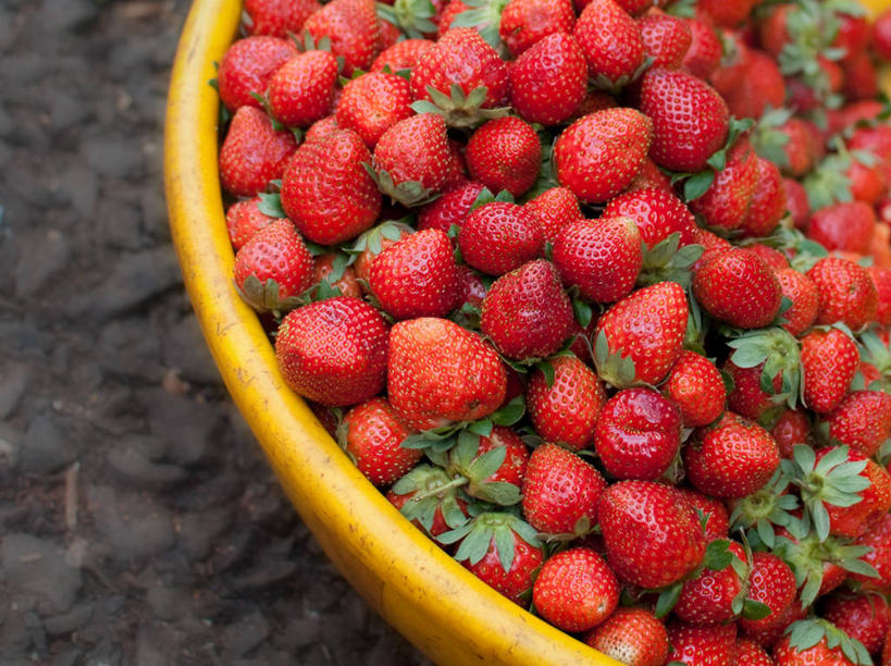 无人,横图,室外,特写,白天,草莓,水果,印度,丰富,篮子,饮食,黄色,红色,摄影,部分,清新,健康食物,浦那,彩图