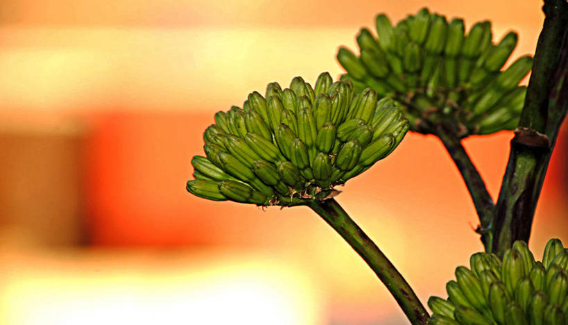 无人,横图,室外,特写,白天,墨西哥,茎,花蕾,花,绿色,摄影,生长,脆弱,拉丁美洲,清新,索诺拉州,彩图