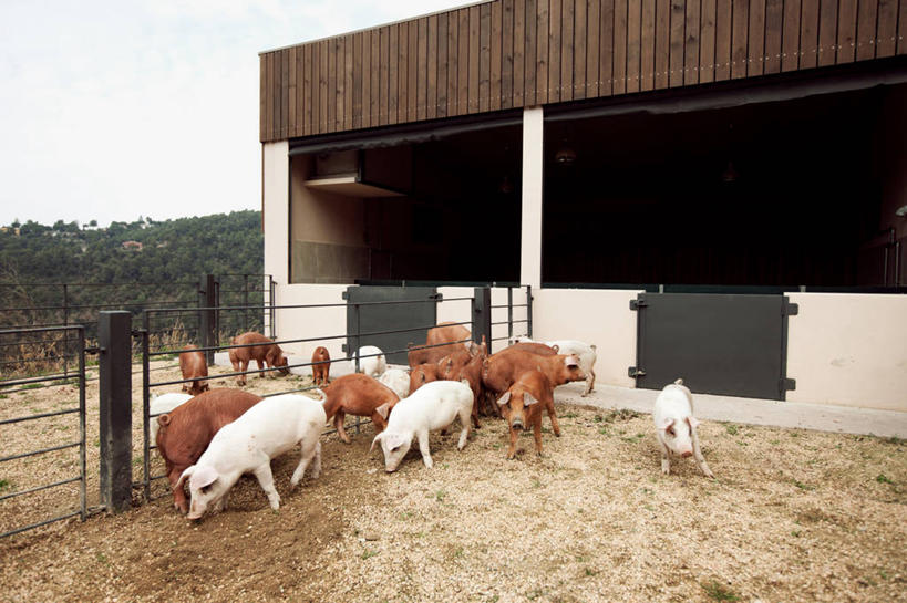 无人,吃,横图,室外,白天,猪,西班牙,一群,许多,大门,田地,很多,棚,动物,家畜,摄影,牲畜,万里无云,彩图