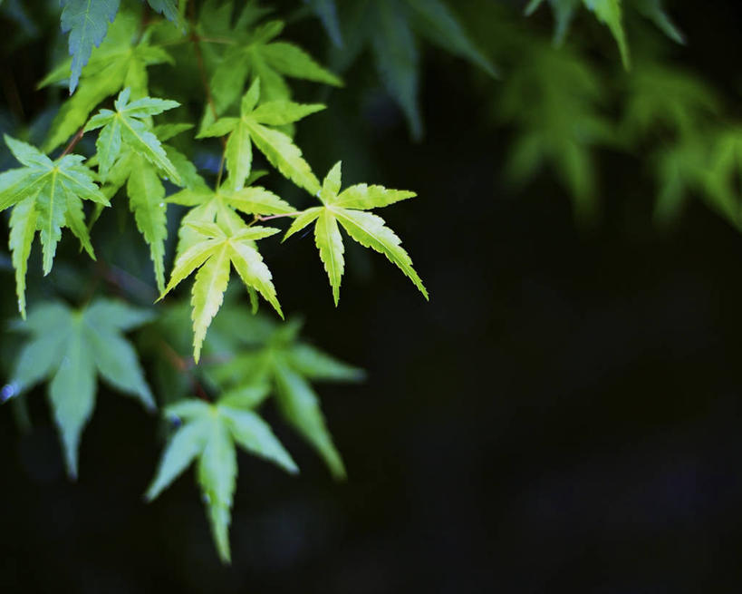 无人,横图,室外,白天,美景,枫树,叶子,日本,景观,枫叶,枝,树,自然,景色,摄影,生长,宁静,清新,自然风光,改变,岐阜县,秋天,彩图