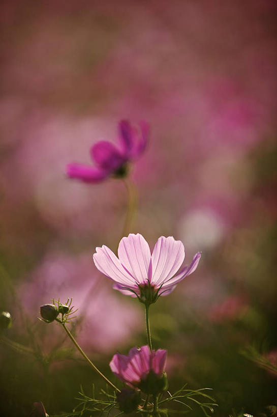 无人,竖图,室外,特写,白天,美景,台湾,景观,花瓣,粉色,紫色,自然,景色,摄影,大波斯菊,宁静,脆弱,自然风光,逆光,台南,彩图