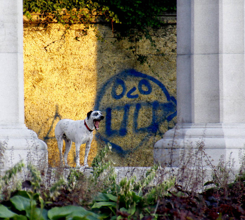 无人,站,横图,室外,白天,狗,日光,奥地利,维也纳,柱子,墙,首都,打哈欠,家畜,摄影,幽默,彩图,拟人