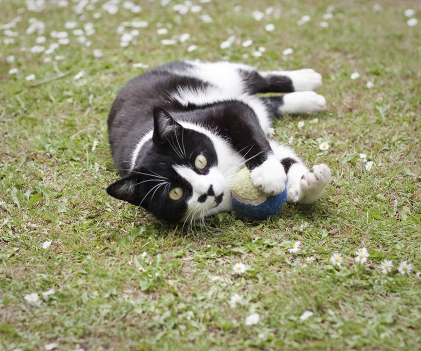 无人,躺,横图,室外,白天,宠物,猫,美国,庭院,球,草,动物,家畜,摄影,肖像,恶作剧,彩图