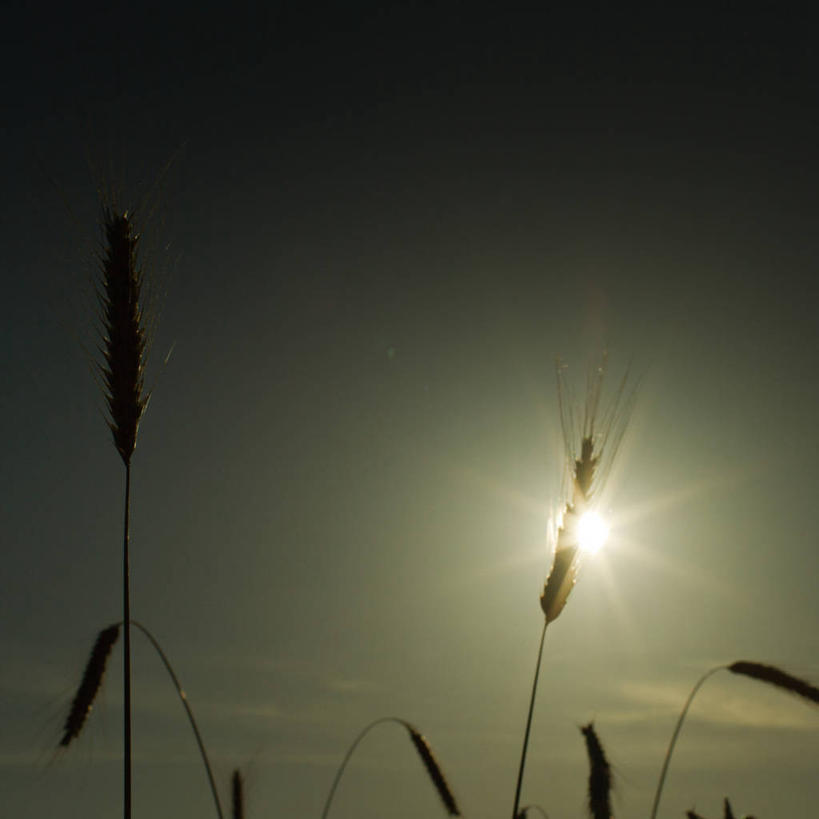 无人,方图,室外,镜头眩光,农作物,小麦,太阳,德国,谷类,茎,麦穗,天空,自然,黄昏,摄影,生长,剪影,彩图