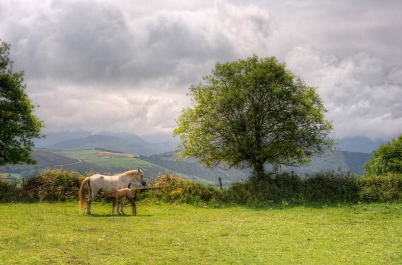 无人,站,横图,室外,白天,旅游,度假,草地,美景,山,马,野生动物,西班牙,景观,田地,娱乐,草,树,自然,动物,两只,享受,休闲,景色,放松,摄影,自然风光,驹,喂养,阿斯图里亚斯,彩图