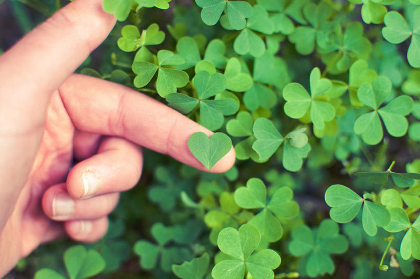 手,一个人,横图,室外,特写,白天,叶子,美国,三叶草,拿着,自然,手指,摄影,生长,部分,脆弱,心型,彩图,爱