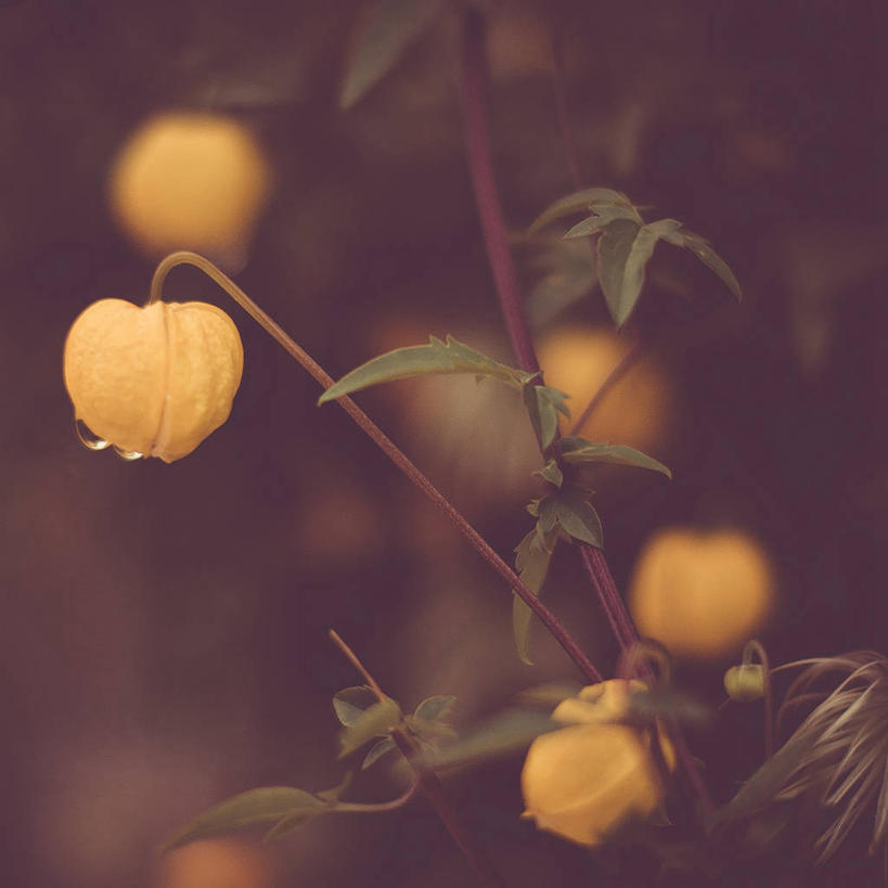 无人,方图,室外,特写,白天,水果,叶子,英国,吊挂,悬挂,水滴,枝,挂,饮食,黄色,摄影,清新,健康食物,冬樱花,彩图