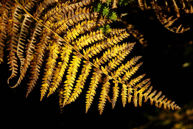无人,横图,室外,特写,夜晚,叶子,英国,摄影,脆弱,改变,复叶,欧洲蕨,秋天,彩图