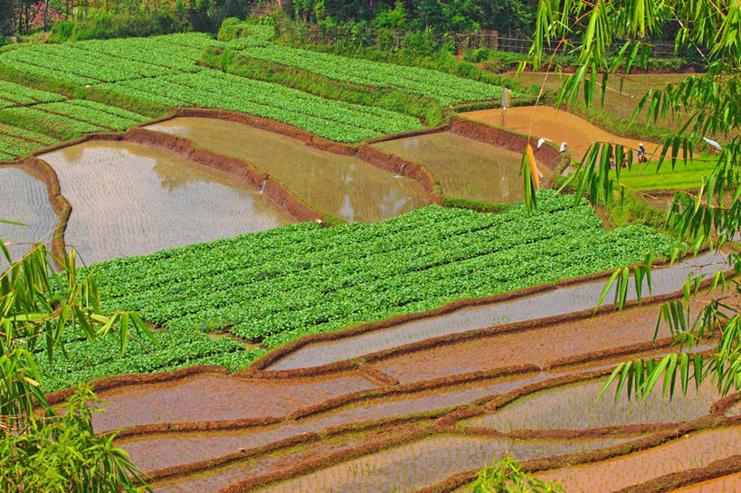 无人,横图,室外,白天,农业,梯田,美景,水,印度尼西亚,湿,稻田,景观,田地,自然,景色,摄影,生长,自然风光,西爪哇,彩图