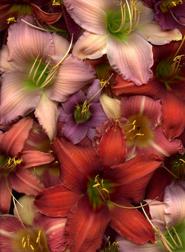 无人,竖图,室外,特写,白天,萱草,美国,许多,丰富,很多,花,花瓣,摄影,多样,雄蕊,清新,缅因州,彩图,全画面,全框架,全帧,全画幅