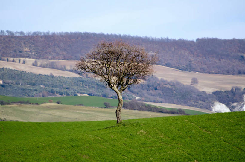 无人,横图,室外,白天,山,意大利,欧洲,田地,草,树,天空,自然,摄影,生长,宁静,托斯卡纳,南欧,托斯卡纳区,意大利共和国,托斯卡纳大区,奇扬第,彩图