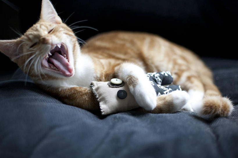 无人,躺,横图,室内,懒惰,床,卧室,宠物,猫,荷兰,娃娃,打哈欠,张嘴,疲倦,家畜,放松,摄影,疲劳,疲惫,困乏,张大嘴巴,疲乏,委顿,疲困,疲顿,疲钝,倦怠,怠倦,张开嘴,拥抱,彩图