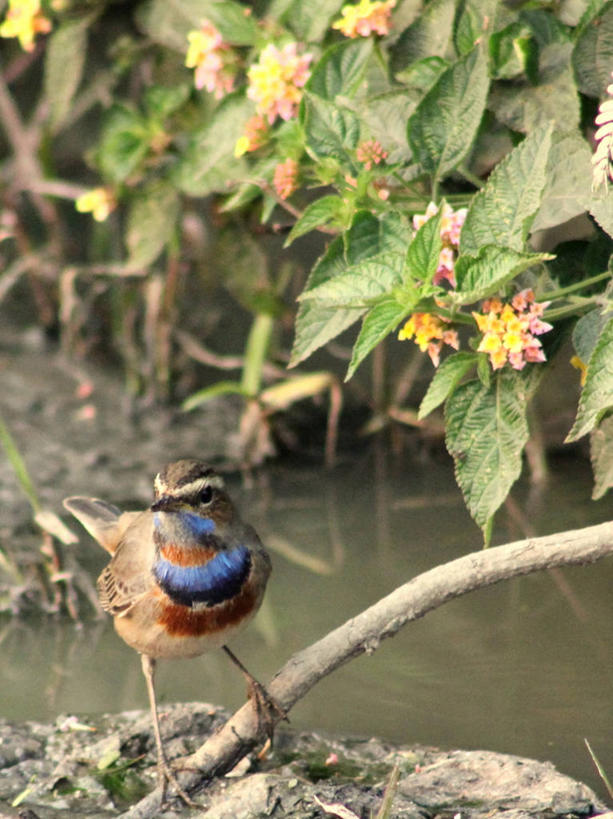无人,竖图,室外,特写,白天,鸟,野生动物,叶子,印度,鸟类,枝,花,自然,摄影,栖息,哈里亚纳邦,彩图,好奇心
