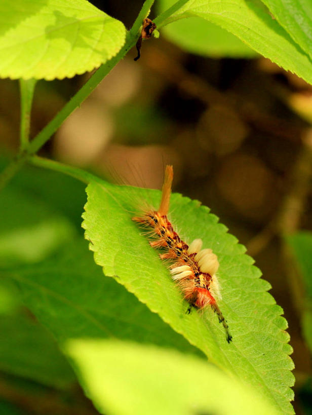无人,竖图,室外,特写,白天,野生动物,叶子,印度,昆虫,绿色,摄影,毛虫,彩图
