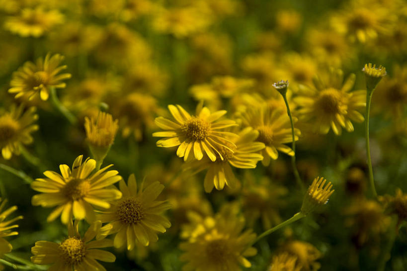 无人,横图,室外,特写,白天,巴基斯坦,许多,很多,花,黄色,风景,自然,摄影,宁静,脆弱,清新,卡拉奇,彩图