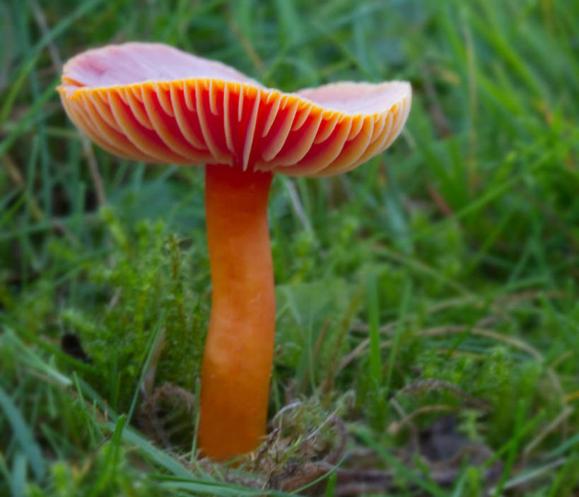 无人,横图,室外,特写,白天,英国,蘑菇,草,一个,粉色,自然,摄影,生长,单个,脆弱,真菌,彩图