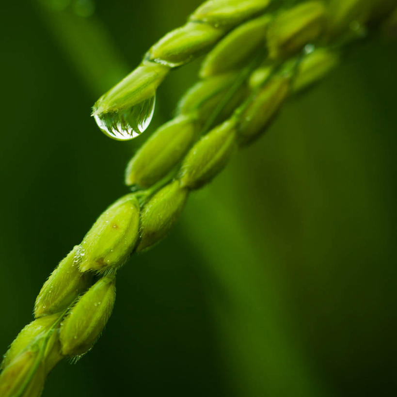 无人,方图,室外,特写,白天,水,日本,反射,水滴,谷类,稻,绿色,摄影,生长,脆弱,清新,彩图