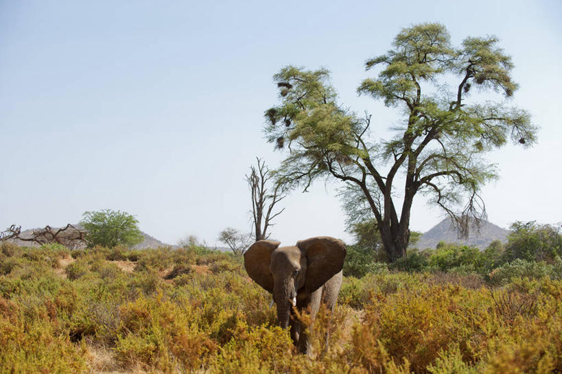 无人,站,横图,室外,白天,森林,肯尼亚,地形,非洲象,草,树,天空,自然,摄影,宁静,象,彩图
