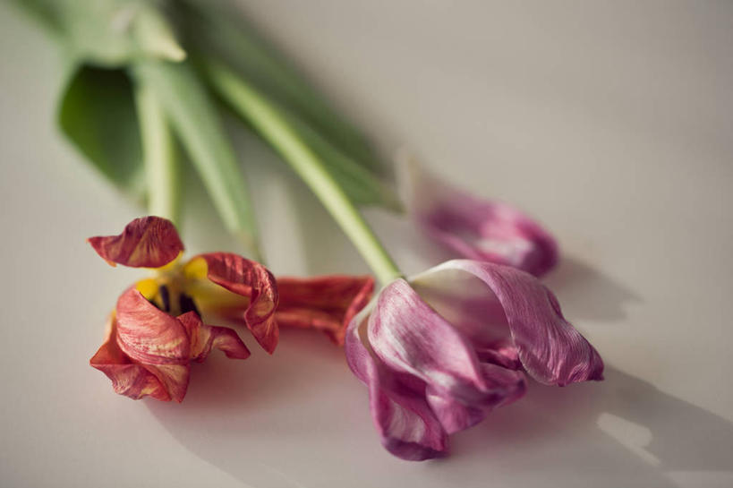 无人,横图,室内,特写,白色背景,郁金香,叶子,日光,挪威,阴影,花,花瓣,摄影,脆弱,简单,彩图,掉色