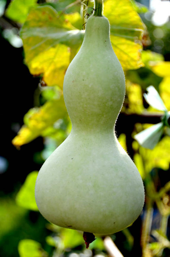 无人,竖图,室外,特写,白天,蔬菜,叶子,日本,吊挂,悬挂,葫芦,生食,挂,饮食,绿色,自然,摄影,生长,清新,健康食物,福冈,彩图