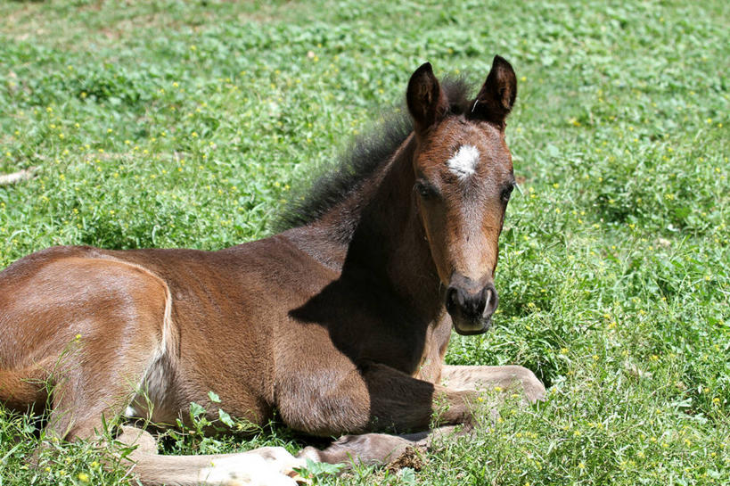 无人,横图,室外,特写,白天,马,澳大利亚,阴影,田地,草,动物,家畜,摄影,肖像,驹,新南威尔士,彩图