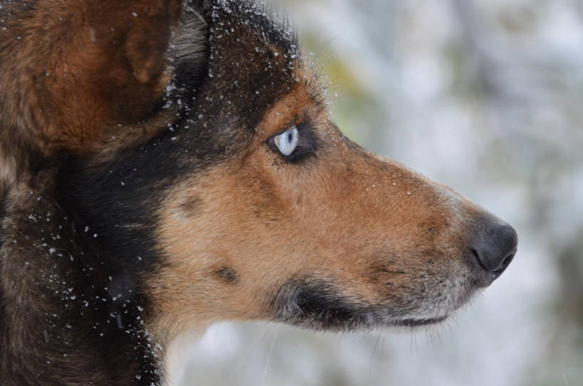 无人,横图,室外,白天,侧面,宠物,狗,美国,冬天,下雪,看,家畜,寒冷,摄影,部分,雪橇犬,彩图