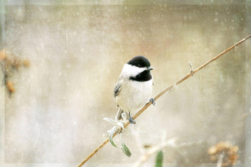 无人,横图,室外,特写,白天,野生动物,叶子,美国,鸟类,山雀,枝,自然,摄影,栖息,俄亥俄州,彩图