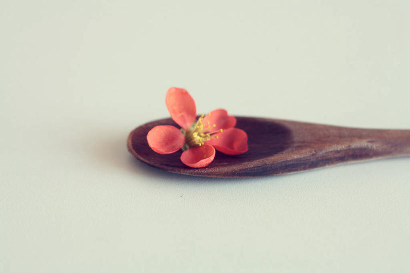 无人,横图,特写,白色背景,意大利,盛开,木制,勺子,花蕾,花,花瓣,花朵,鲜花,一朵,木制品,调羹,汤匙,花苞,花蕊,摄影,脆弱,雄蕊,清新,萨勒诺,彩图,影棚拍摄