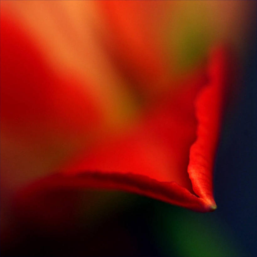 无人,方图,室外,特写,白天,郁金香,叶子,德国,红色,自然,摄影,脆弱,清新,彩图